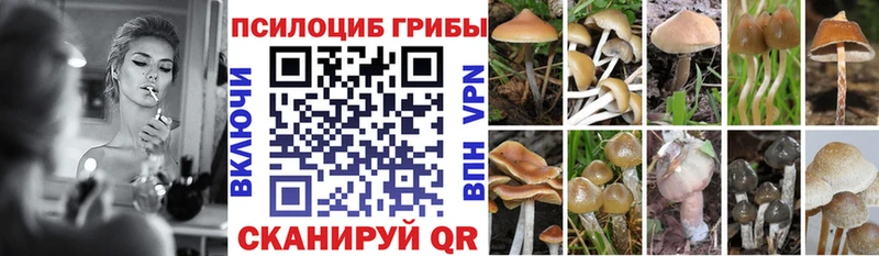 Купить закладки  Мглин  Псилоцибиновые грибы мицелий 
